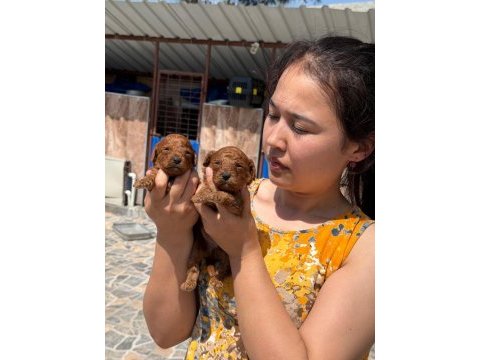Toy poodle yavrularımız