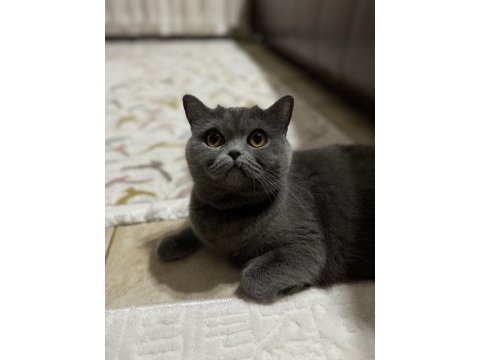 2,5 yaşında kısırlaştırılmamış british shorthair