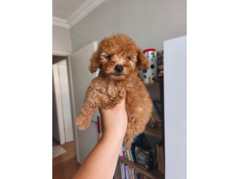Toy poodle yavrularımız