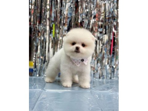 Pomeranian kızımıza güzel bir yuva arıyoruz