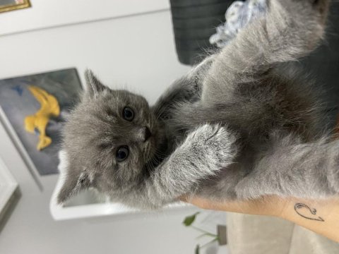 55 günlük scottish fold bebekler
