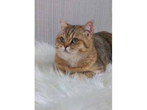 Orjinal safkan ırk şecereli british shorthair