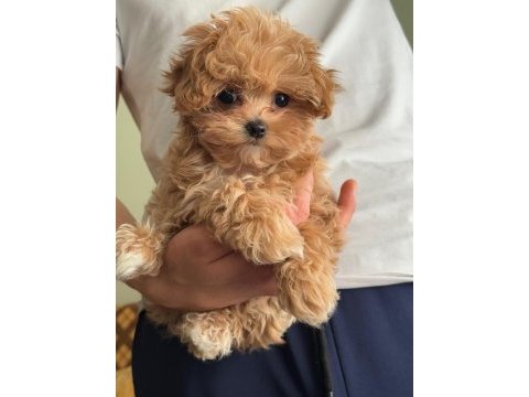 Muhteşem anne babanın maltipoo yavruları