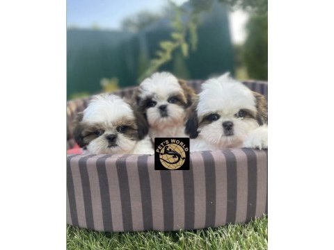 Pets world kentpark shih tzu