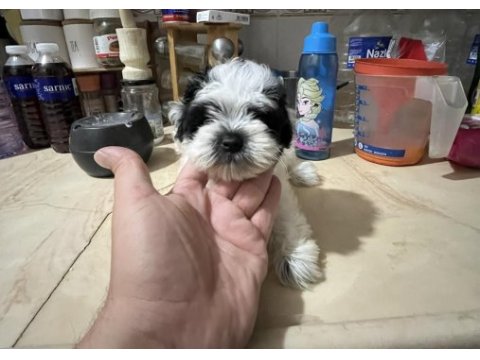 Safkan 0 numara morkie