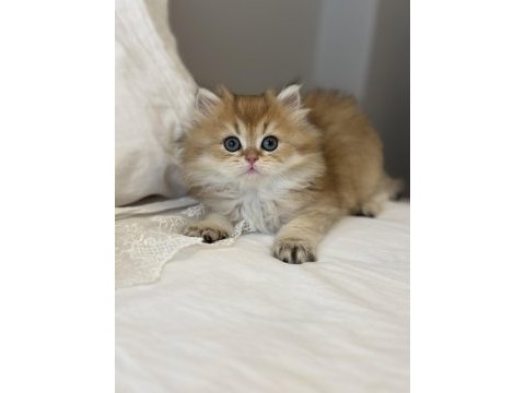 Golden ny11 safkan british longhair anne baba scr kayıtlı