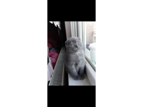 Erkek kırık kulak koca kafa scottish fold yavrumuz