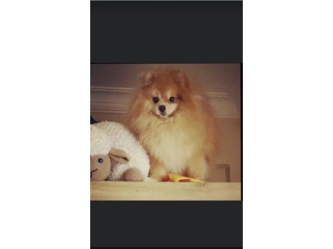 Pomeranian boo erkek 3 yaşında