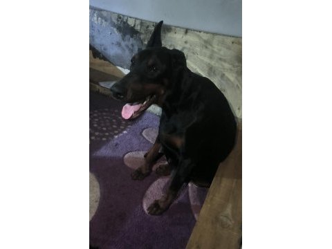 Anne baba fci kif a şecere doberman yavruları