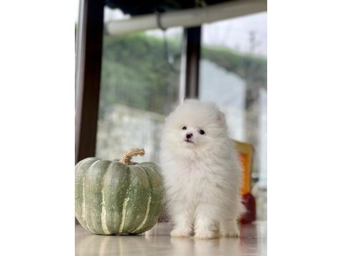 Sakarya pomeranian boo