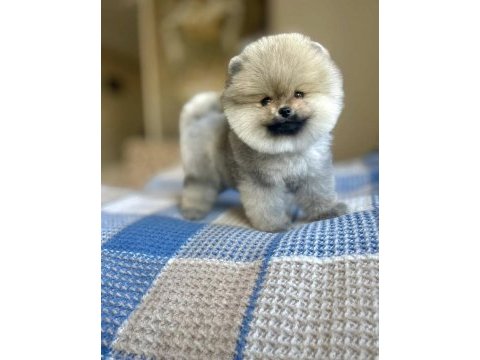 Ayı surat pomeranian boo yarular