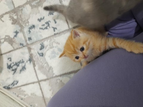British yakışıklı british shorthair oğlumuz