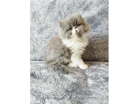Safkan sağlıklı iran bebek kediler