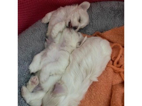2 aylık tam ırk aşılı ped eğitimli maltese bebekler