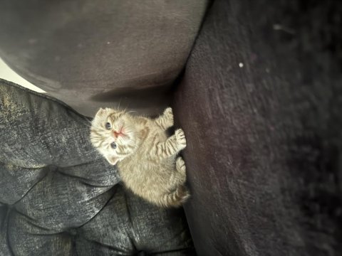 Çanakkale merkezde scottish fold