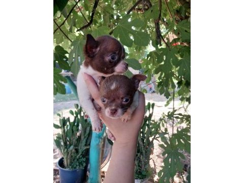Chihuahua yavruları