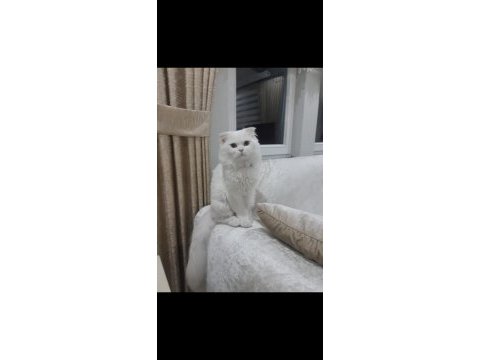 Acil sahiplendirilecek kedimiz 1 yaşında