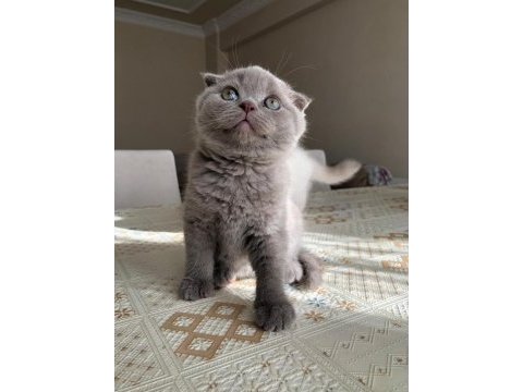 2 aylığını doldurmuş scottish fold, blue point yavrular