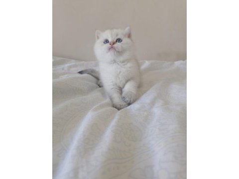Safkan golden british shorthair yavrular