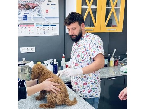 4 aylık poodle yavrumuza yuva arıyoruz