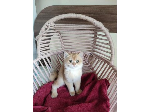 Şecereli anne ve babadan british shorthair yavrular