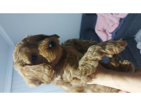 Son bir toy poodle bebeğimiz