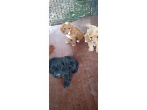 Cockapoo bebekler