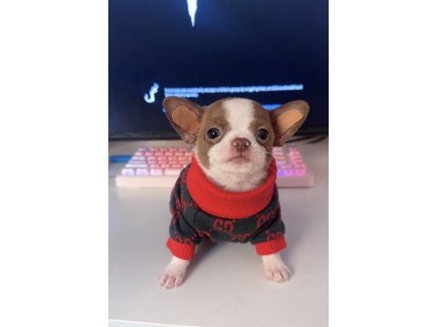 Teacup chihuahua