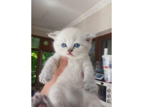 2 aylık yavru kedimiz