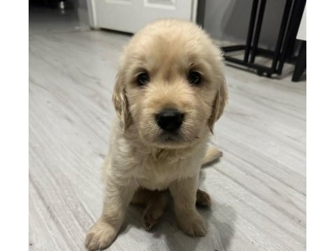 Basık burun golden retriever bebeklerim dişi