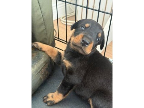 Piyasanın en uygunu doberman yavruları