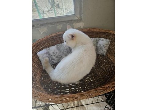 Exotic shorthair erkek aktif