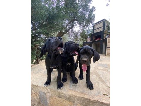 90 günlük cane corso yavrular