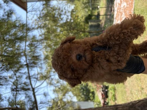 Sevgi dolu bir yuva arayan tatlı toy poodle yavrusu