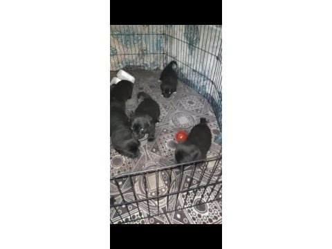 26 günlük dişi erkek yavru pug