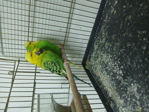 Show jumbo çift muhabbet kuşu