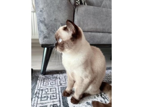 1 yaşında dişi british shorthair
