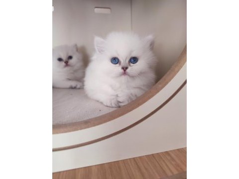 Full şecereli british longhair yavrular