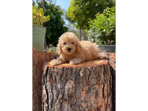 Kg garantili karma aşıları yapılmış poodle yavrularımız