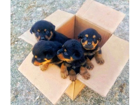 Orijinal safkan rottweiler yavruları