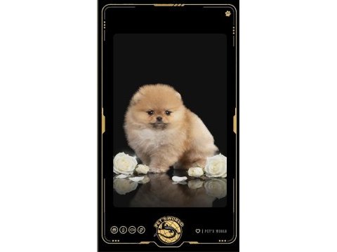 Mini pomeranian boo yavrularımız