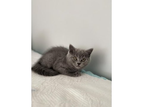 British shorthair 2 aylık dişi