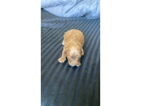 1 dişi ve 1 erkek poodle 10 günlükler rezerveye açıklardır
