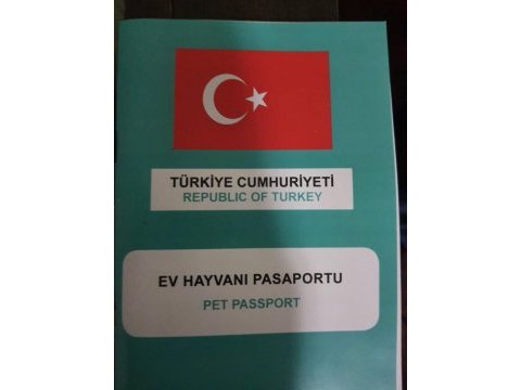 4.5 aylık bir çift kangal