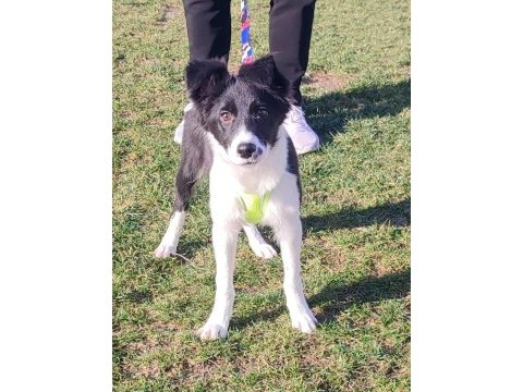 Border collie yavru