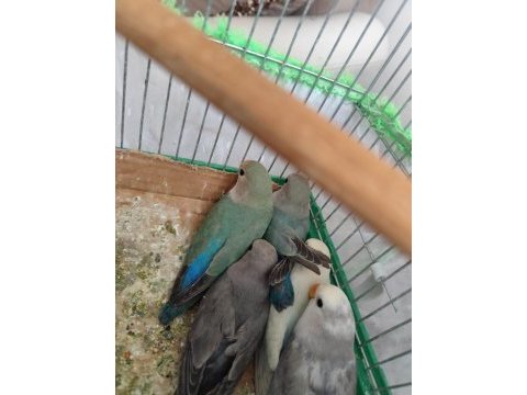 Yavru sevda papağanları