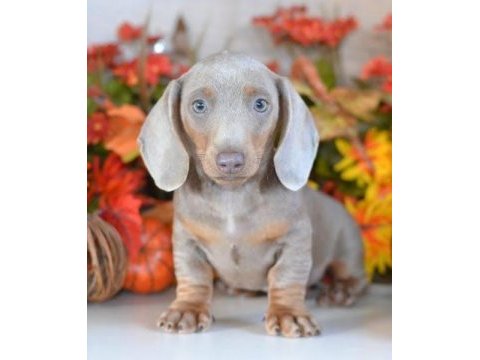 Bri çok seçenek ile dachshund bebeklerimiz