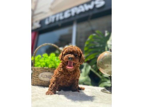 Littlepawstan en özel renk ve boyut toy poodle bebekler