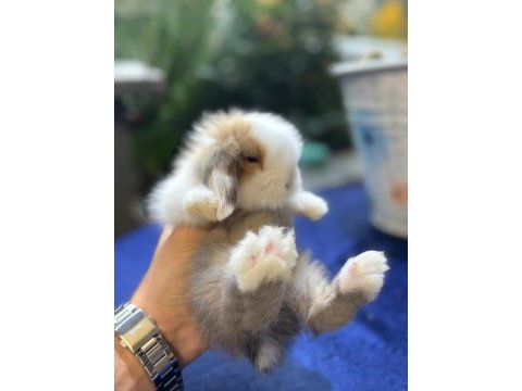 Hollanda lop tavşanları
