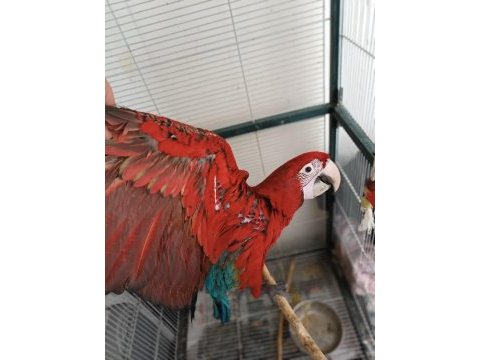 Belgeli kırmızı ara macaw